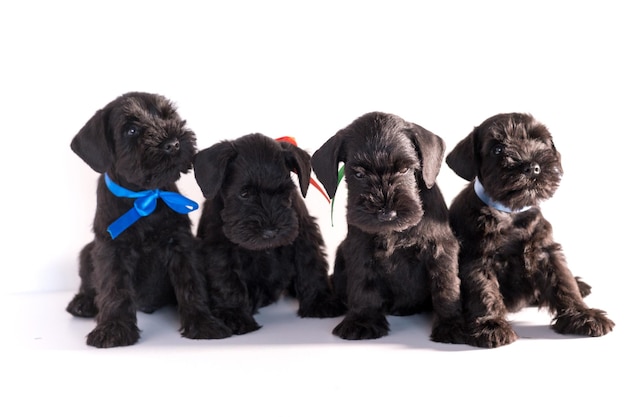 Four Snauzer dog isolated on white background. Groups miniature schnauzer puppy.