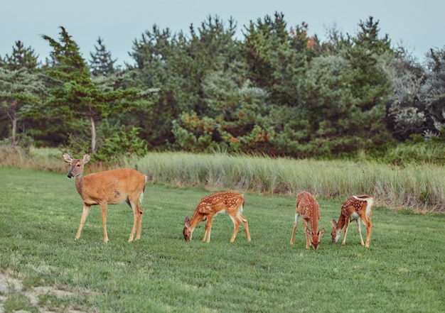 Four Wild deers outdoors in forest eating grass fearless beautiful and cute