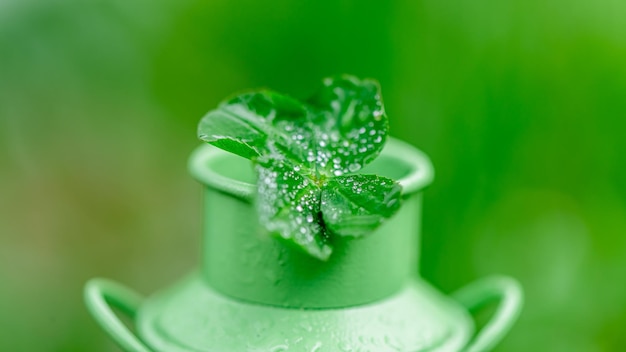 Photo fourleaf clover in green bucket in nature symbol of good luck