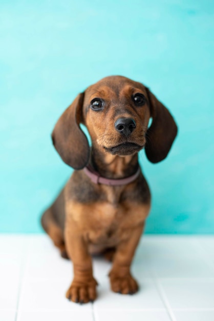 Fourmonthold red dachshund puppy sits on a white floor