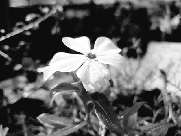 fower in the garden silhouette  photo background beauty