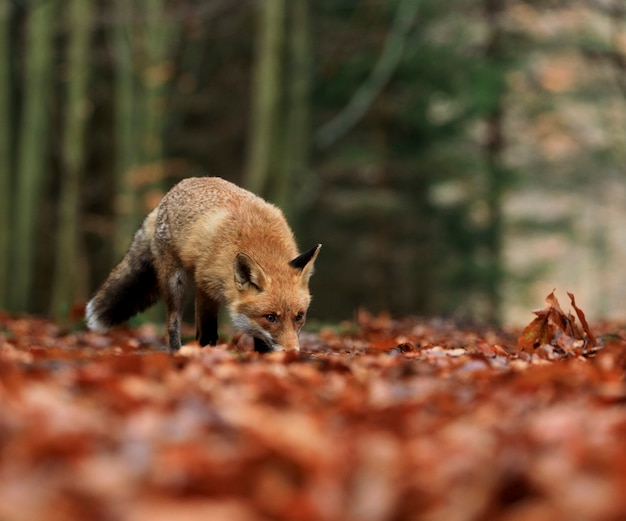 Fox in autumn forrest