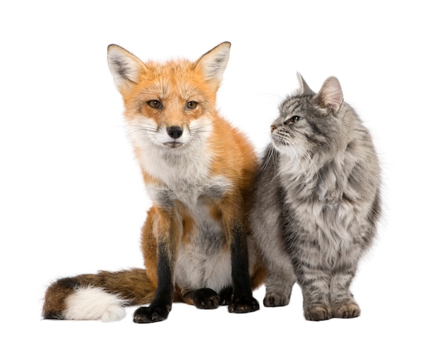 A Fox and a cat