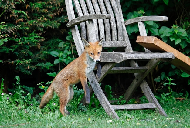 Fox cub exploring in the garden