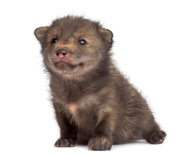 Fox cub sitting in front of a white wall