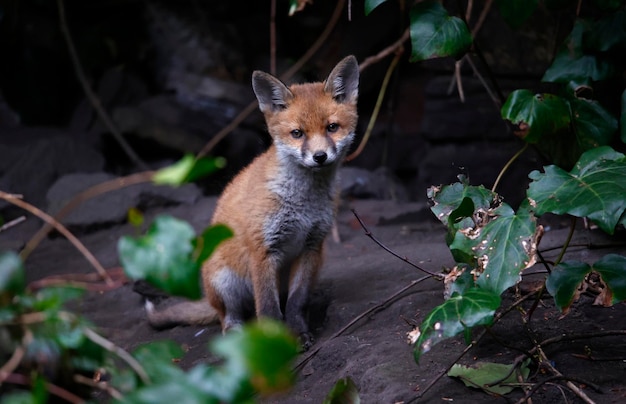 Fox cubs emerging from their den in the garden