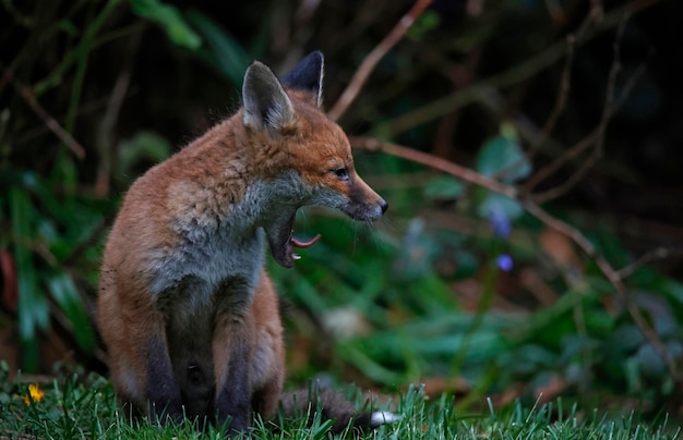 Fox cubs emerging from their den in the garden