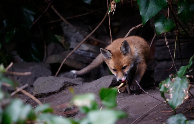 Fox cubs emerging from their den into the garden