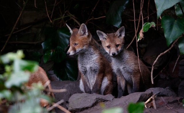 Fox cubs emerging from their den into the garden