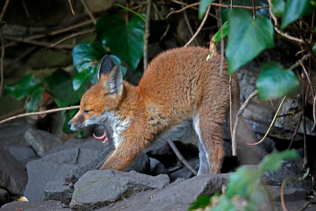 Fox cubs emerging from their den into the garden