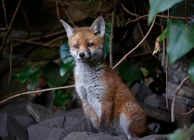 Fox cubs emerging from their den into the garden