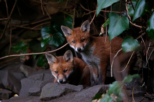 Fox cubs emerging from their den into the garden