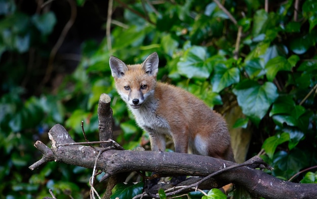 Fox cubs in the garden