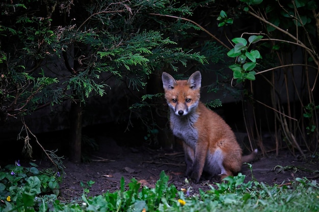 Fox cubs playing in the garden near their den