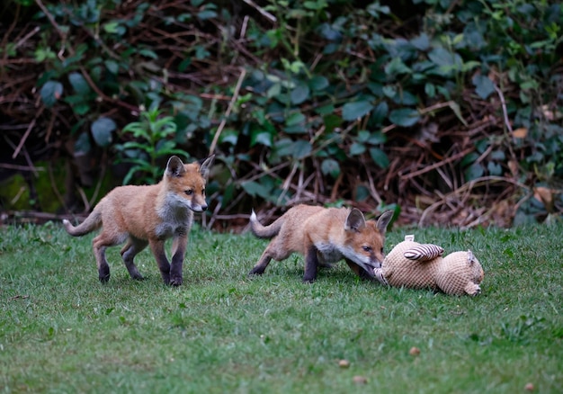 Fox cubs playing in the garden near their den