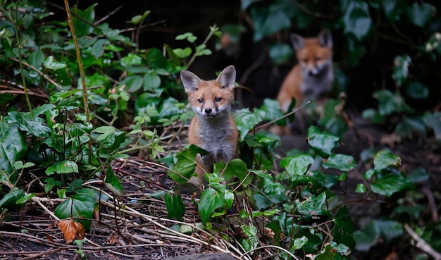 Fox cubs playing in the garden near their den