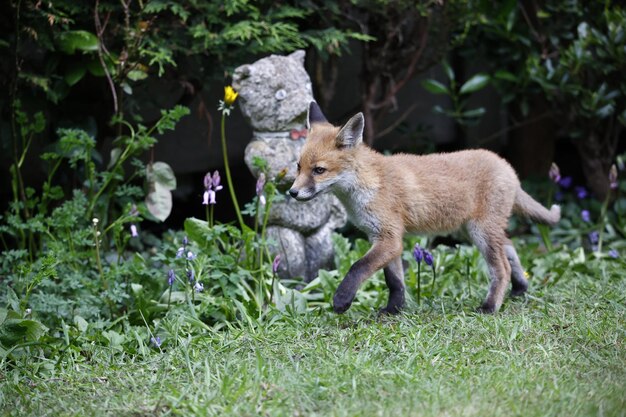 Fox cubs playing in the garden near their den