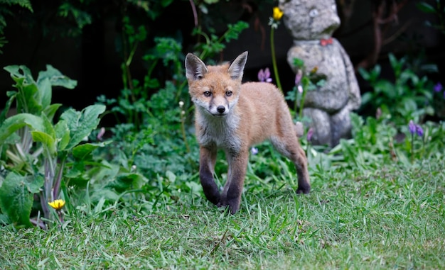 Fox cubs playing in the garden near their den