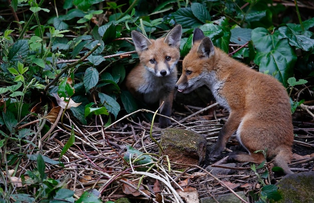 Fox cubs playing in the garden near their den