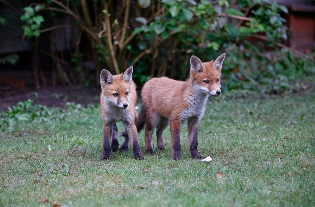 Fox cubs playing in the garden near their den