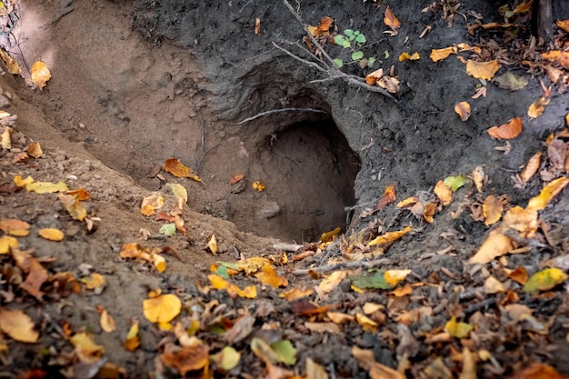 Fox hole in the forest in autumn fallen autumn leaves near a fox hole