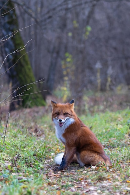 The fox lies in the autumn forest