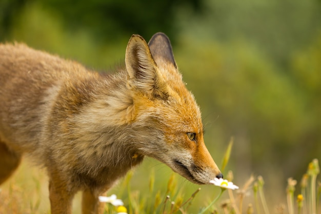 a fox in nature