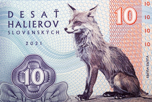 Fox a portrait from Slovak money