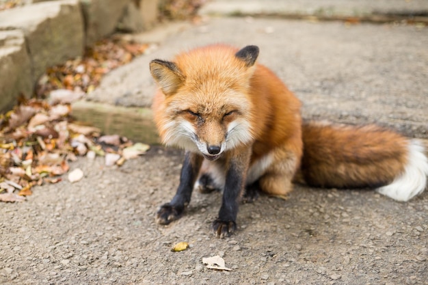 Fox sitting on the ground