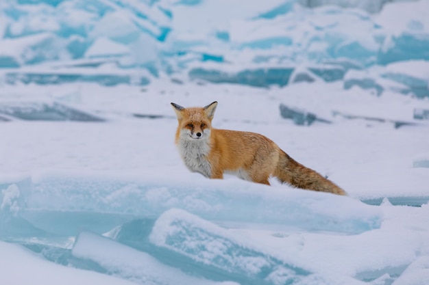 Photo fox on snow