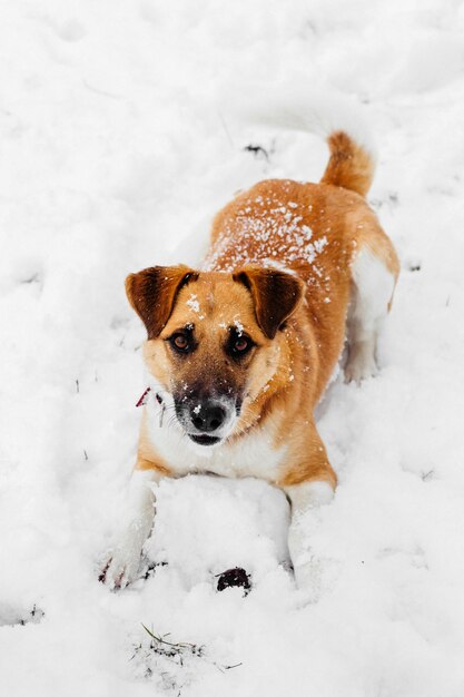 Fox terrier dog plays in the snow in winter