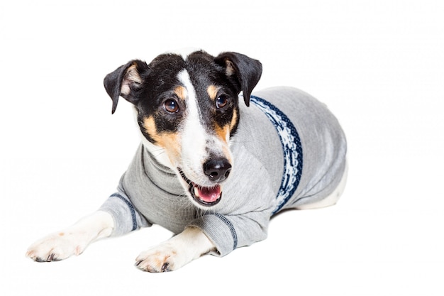 Fox terrier posing on white