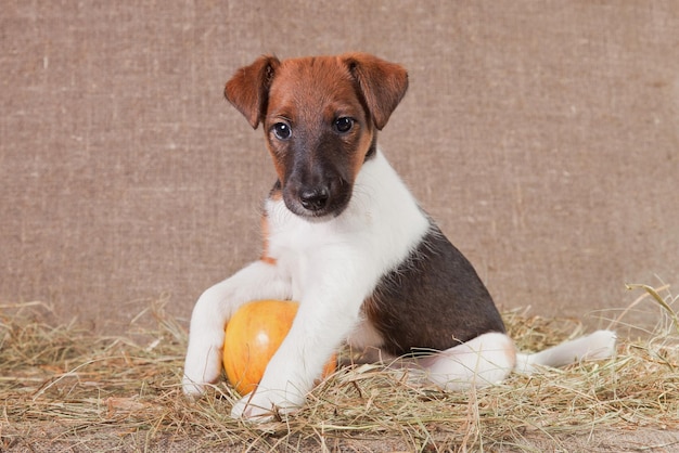 Fox Terrier puppy grabbed an apple