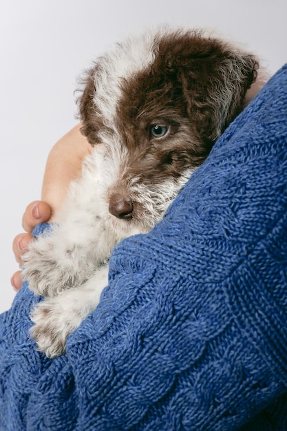 Fox Terrier puppy hugged by his owner