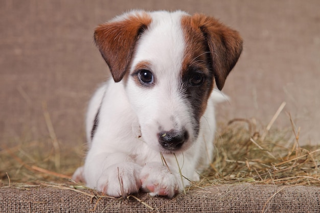 Fox Terrier puppy lies on the hay