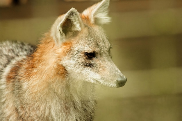 The fox was trapped in a cage without freedom