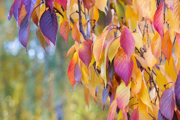 Fragment of an autumn tree with yellow and red falling leaves