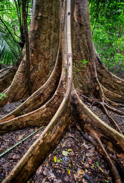 Fragment of a big tree in a tropical forest Sulawesi Indonesia