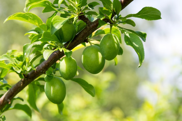 Fragment of a branch of a plum tree with green unripe fruits