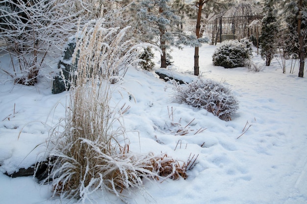 Fragment of a landscape park in winter Snowcovered alleys bushes trees A place to relax and unwind in a big city