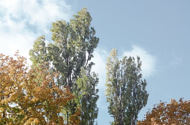 Fragment of trees whose leaves change color in the autumn season