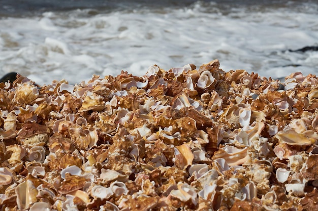 Fragments of broken shells with a blurred ocean in the background