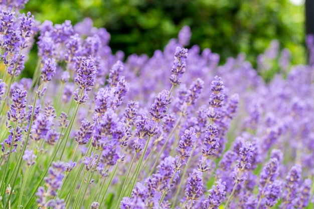 fragrant and blooming lavender flowers on a sunny day.