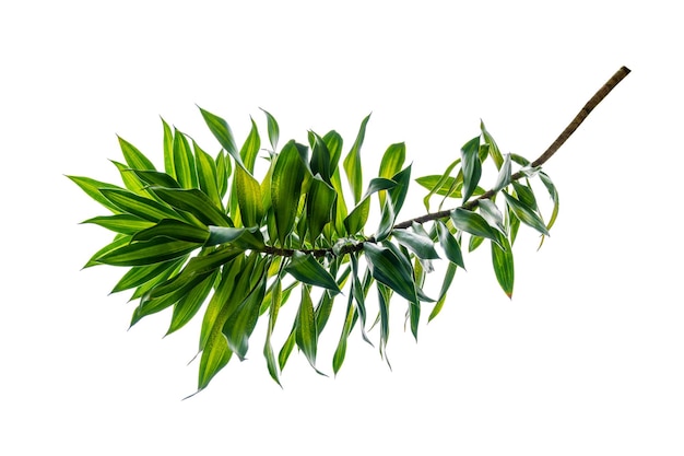 Fragrant Dracaena Tree Dracaena fragrans white background