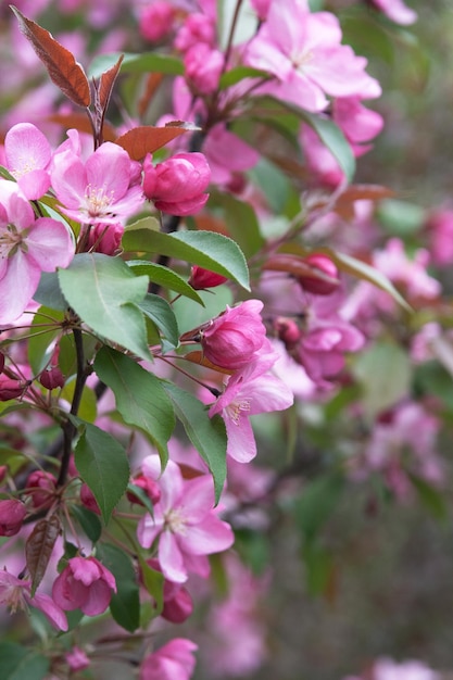 Fragrant flower of spring trees in the park