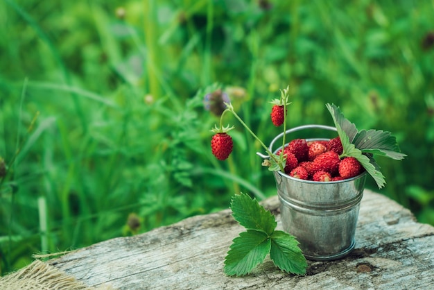 Fragrant forest juicy wild strawberries with a branch in a small metal bucket standing on a gray wooden table