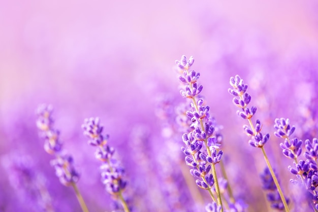 Fragrant lavender flowers blooming in a field closeup Purple background soft focus