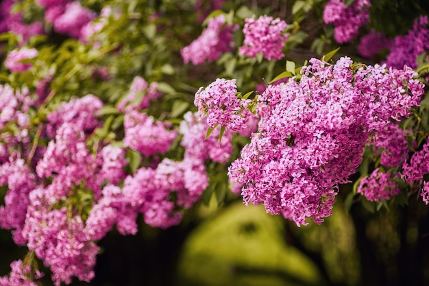 Fragrant lilac blossoms Syringa vulgaris Shallow depth of field