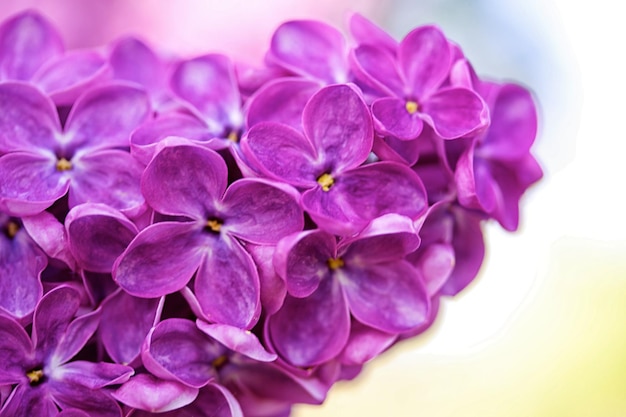 Fragrant lilac bush in the spring garden