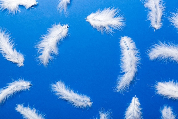 Frame of brightly colored dyed bird feathers on Colored background top view